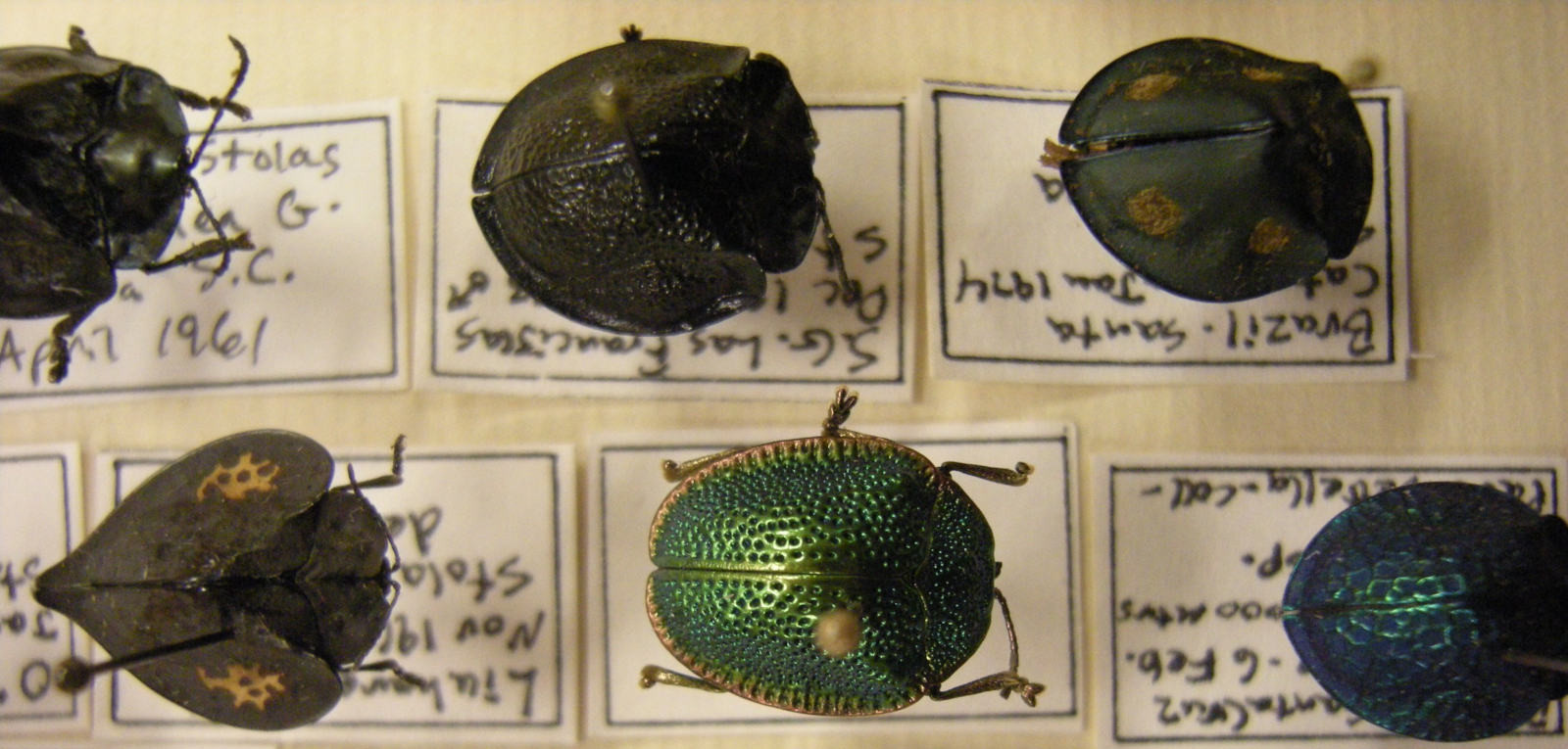 Unidentified Tortoise Beetles. Part of Don Ehlen's 'Insect Safari' collection. — https://commons.wikimedia.org/wiki/File:Insect_Safari_-_beetle_36.jpg — Joe Mabel